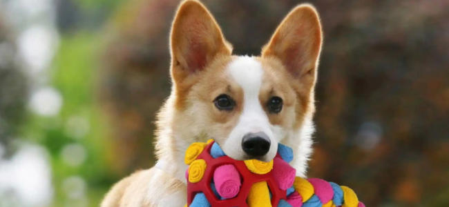 宠物用品品牌定位公司有哪些